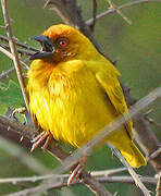 Eastern Golden Weaver