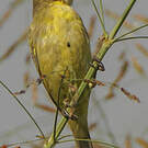 Tisserin minule