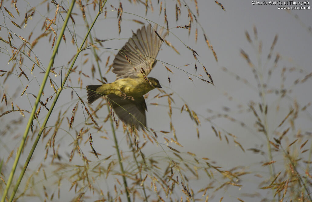 Little Weaver