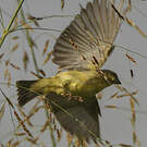 Tisserin minule