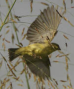 Little Weaver