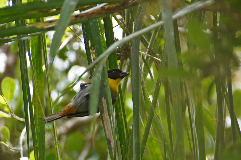 Nelicourvi Weaver