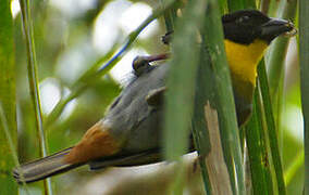 Nelicourvi Weaver