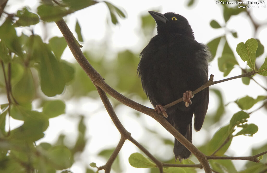 Vieillot's Black Weaver