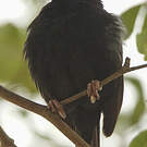 Tisserin noir