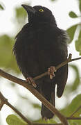 Vieillot's Black Weaver