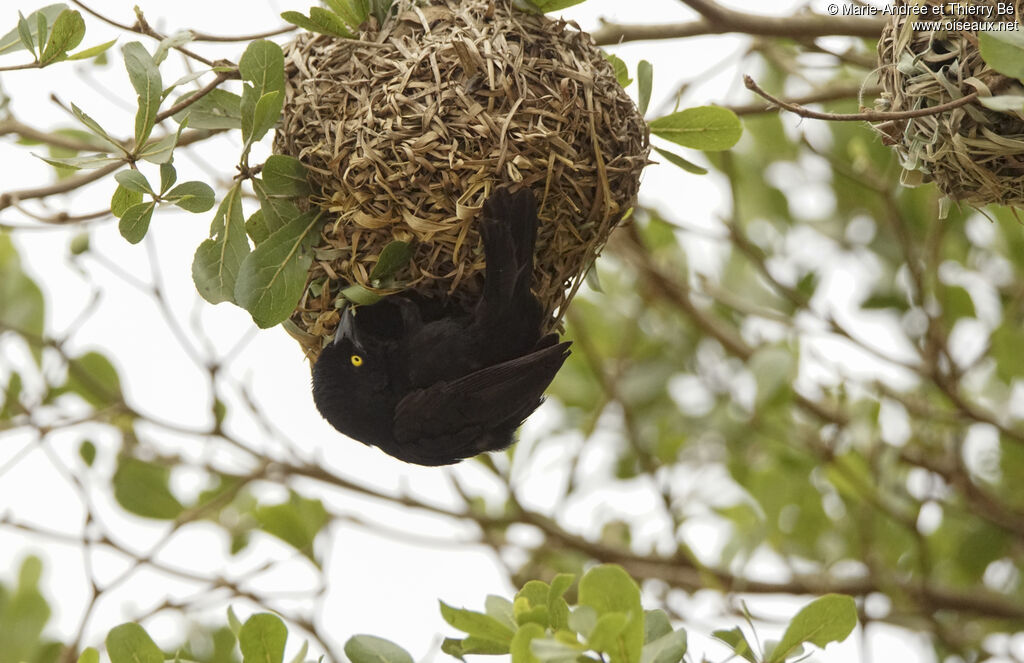 Vieillot's Black Weaver