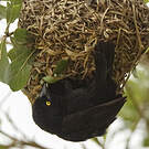 Tisserin noir
