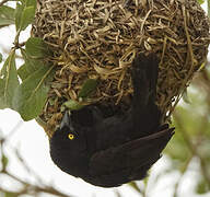 Vieillot's Black Weaver