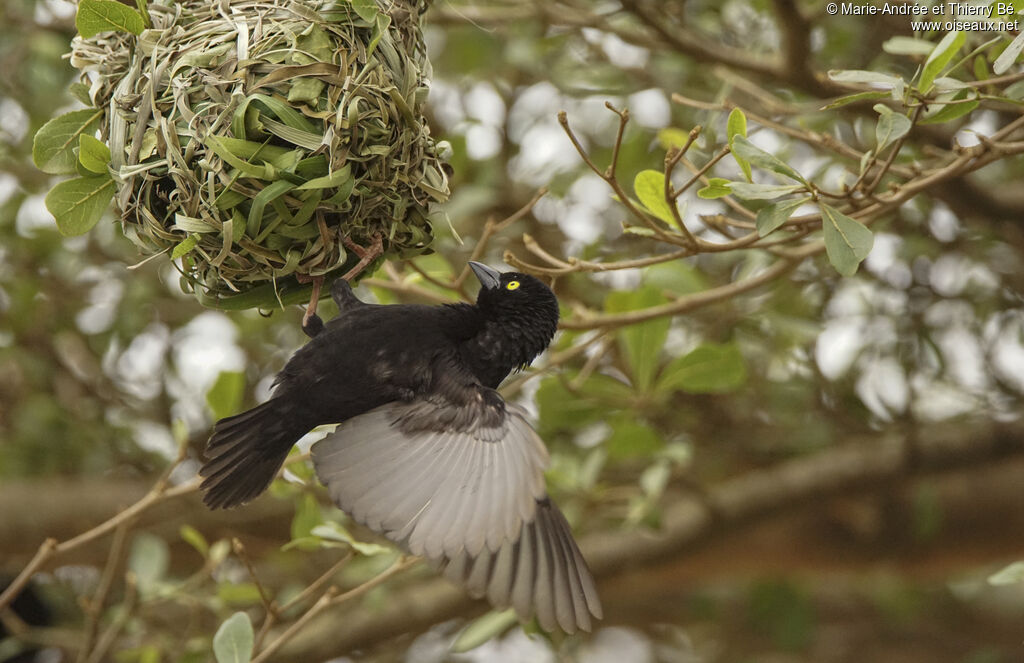 Vieillot's Black Weaver