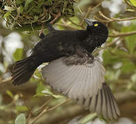 Vieillot's Black Weaver