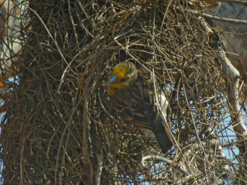 Sakalava Weaver