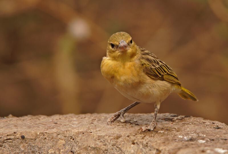 Vitelline Masked Weaver