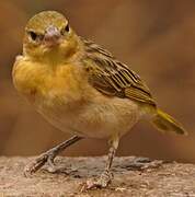 Vitelline Masked Weaver