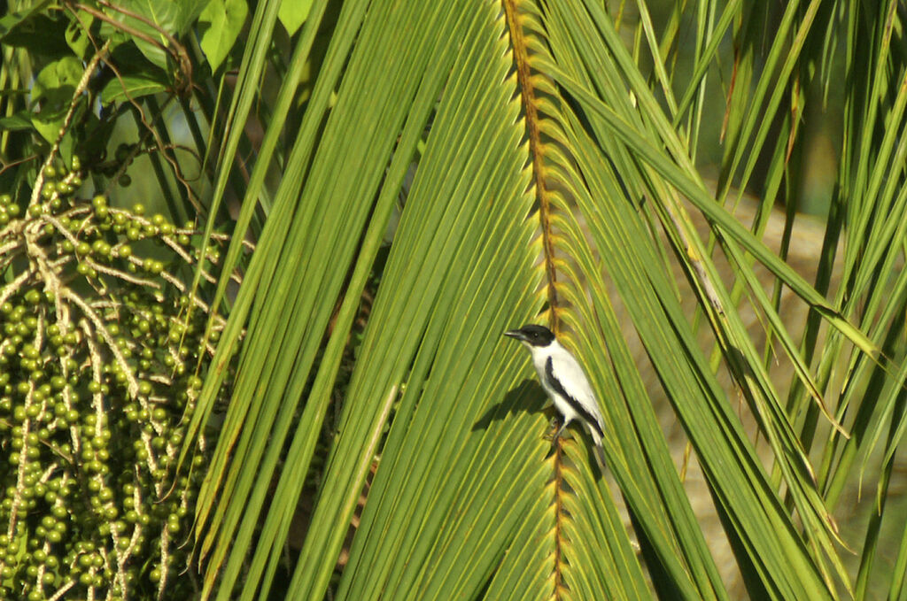 Black-crowned Tityra