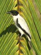 Black-crowned Tityra