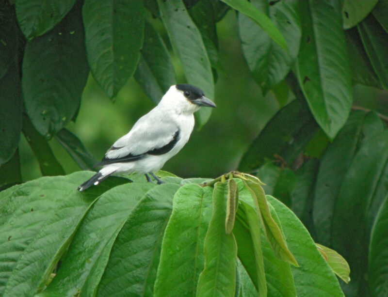 Black-crowned Tityra