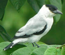 Black-crowned Tityra