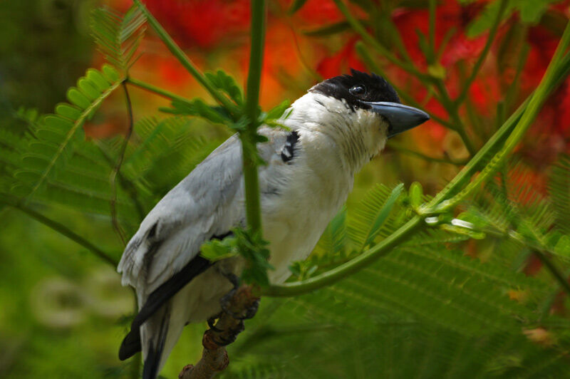 Black-crowned Tityra