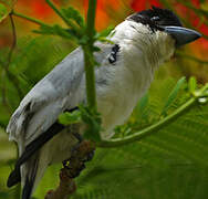 Black-crowned Tityra