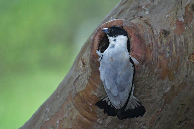 Black-crowned Tityra