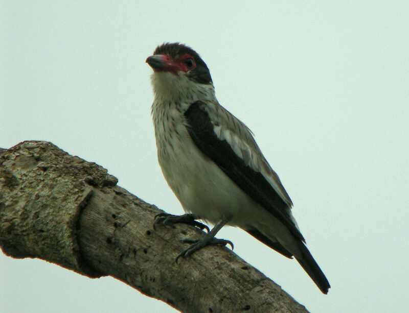 Black-tailed Tityra