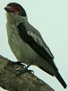 Black-tailed Tityra