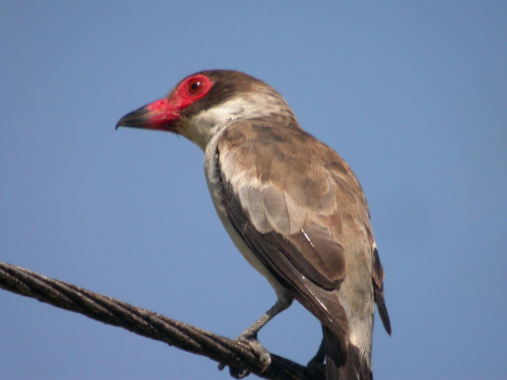 Masked Tityra