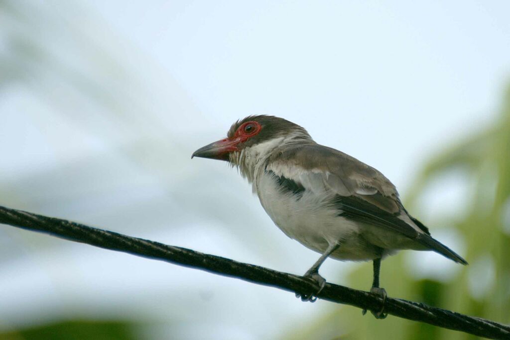 Masked Tityra