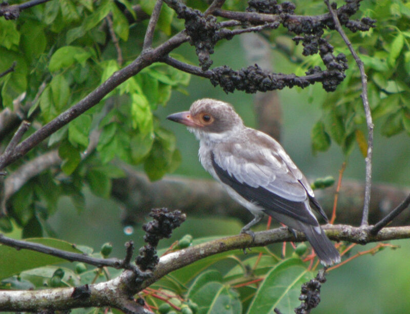 Masked Tityra