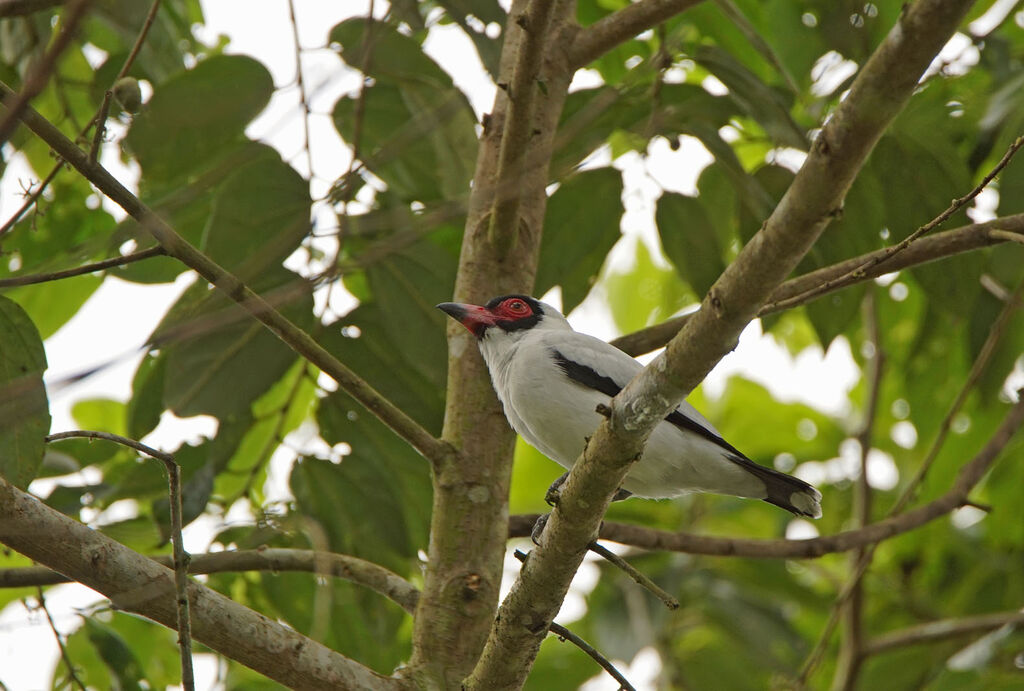 Masked Tityra