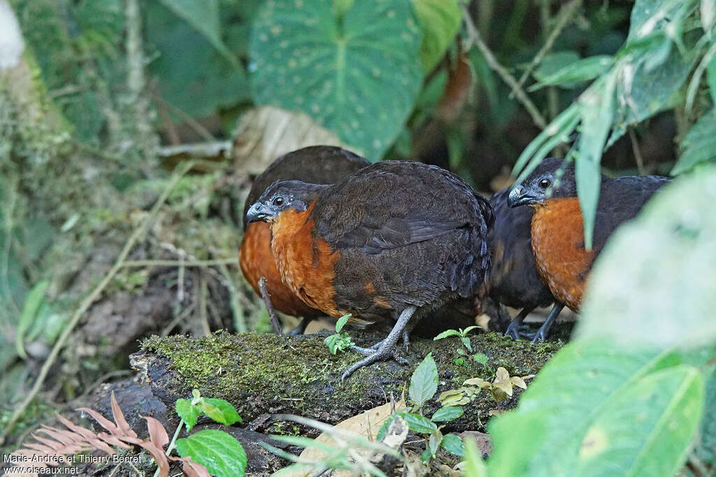 Dark-backed Wood Quailadult, habitat, pigmentation