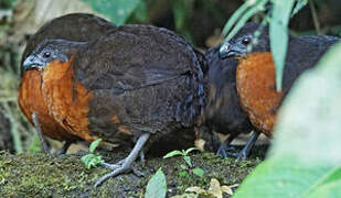 Dark-backed Wood Quail