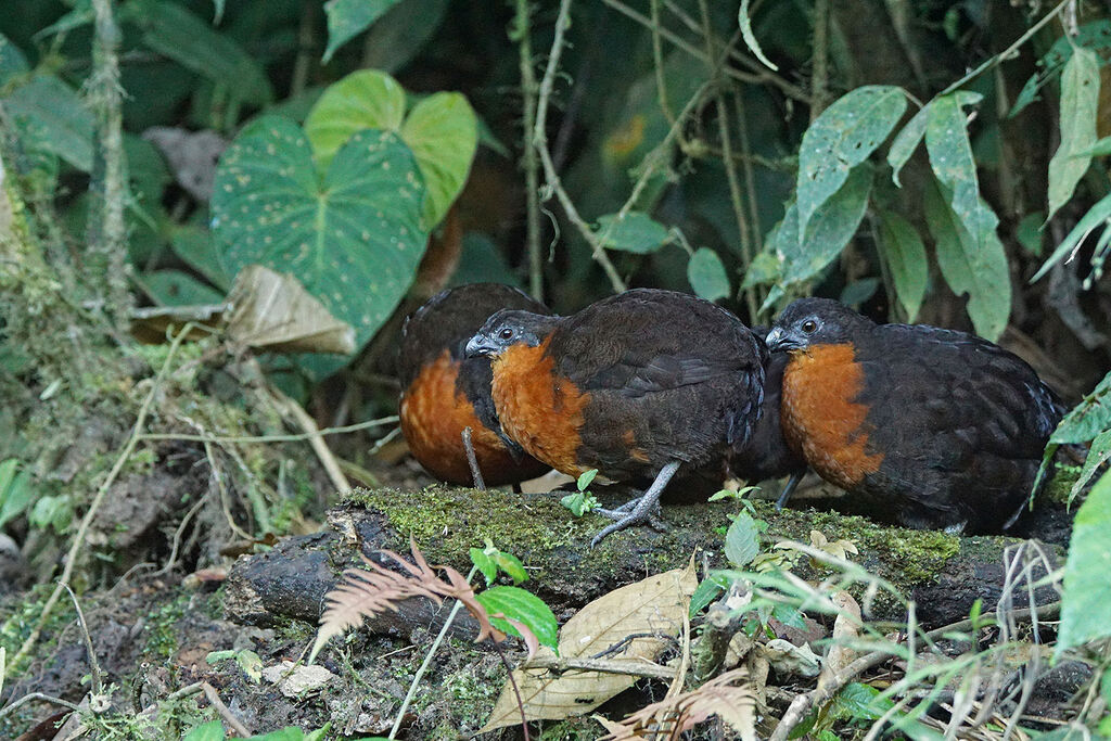 Tocro à dos noiradulte, identification