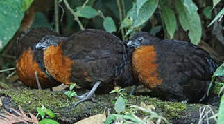 Dark-backed Wood Quail