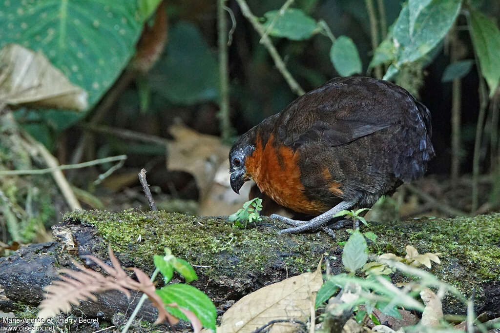 Tocro à dos noiradulte, habitat, pêche/chasse