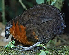 Dark-backed Wood Quail