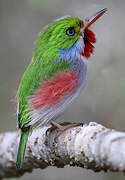 Cuban Tody