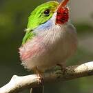 Todier de Cuba