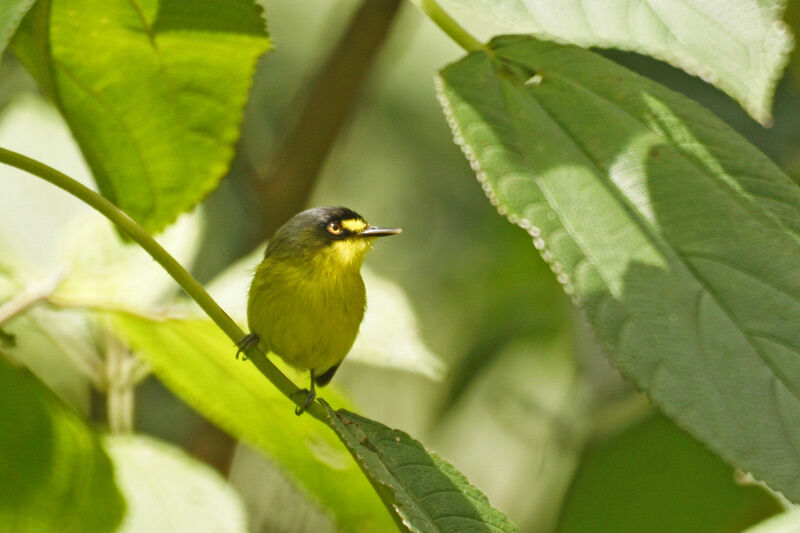 Yellow-lored Tody-Flycatcher