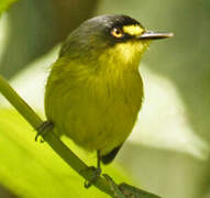 Yellow-lored Tody-Flycatcher