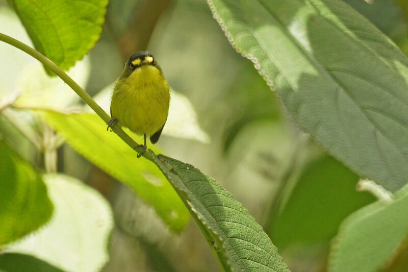 Yellow-lored Tody-Flycatcher