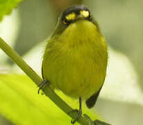 Yellow-lored Tody-Flycatcher