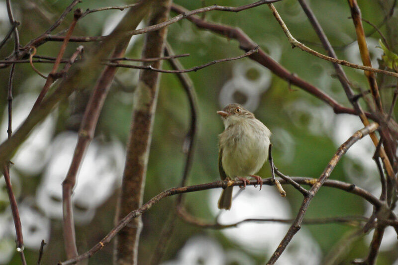 Pearly-vented Tody-Tyrant