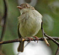 Pearly-vented Tody-Tyrant