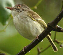 Pearly-vented Tody-Tyrant