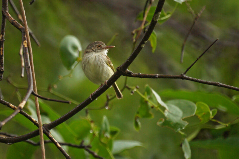 Pearly-vented Tody-Tyrant