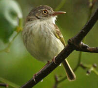 Pearly-vented Tody-Tyrant