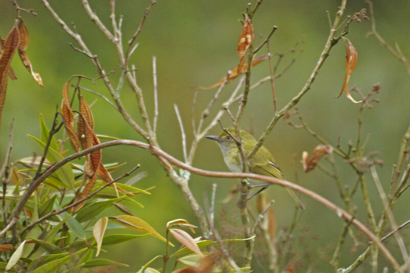 Hangnest Tody-Tyrant