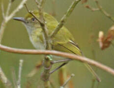 Hangnest Tody-Tyrant